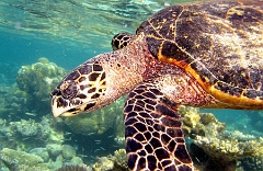 IMG_7526rc_Maldives_Madoogali_Tortue imbriquee
